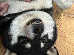 -是阿柴呀！柴犬咖啡·爱喵喵猫咖