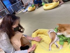-逗柴咖啡屋·狗咖猫咖宠物桌游
