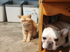 -more than meow吴止猫主题餐厅(承德 中船汇店)