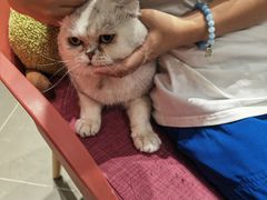 -PETKIT 小佩宠物·德文赛凯猫舍