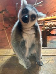 -Zoolung Zoolung动物主题公园(海信广场店)