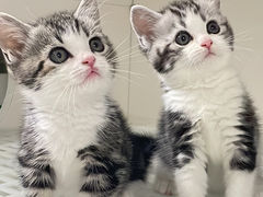 -lincat·猫舍(广州店)