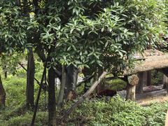 -都江堰中华大熊猫苑