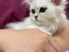 -瑞派天宁宠物医院·猫科·异宠中心
