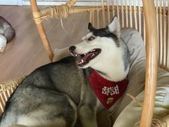 -Husky Go! 哈士奇体验馆·宠物咖啡厅狗咖
