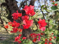 -北海金海湾红树林生态旅游区