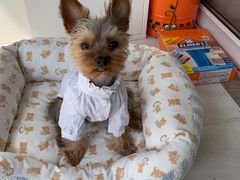 -momokira米努特·德文卷毛猫·棉花面纱犬