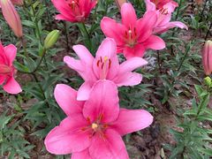 -石家庄市植物园