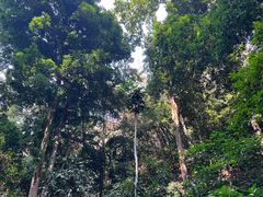 -西双版纳原始森林公园