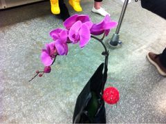 iphone_upload_pic-FEI FEI FLOWER鲜花店·气球派对·宝宝宴布置(虹口德必运动Loft店)