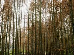 -桤木河湿地公园