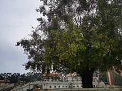 -广东圆玄道观