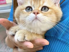 -lincat·猫舍(广州店)