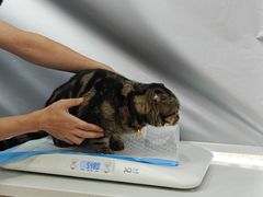 -博特宠物医院24h犬猫全科.骨科·异宠