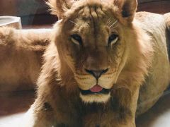 -鄂尔多斯野生动物园