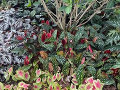 -东莞植物园