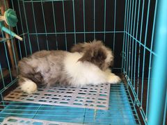 -志龙皇冠吃货椰子铺