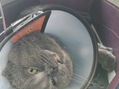 -伟伟宠物医院·瑞派猫友好医院·猫科(光谷店)