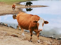 -塞罕坝国家级自然保护区