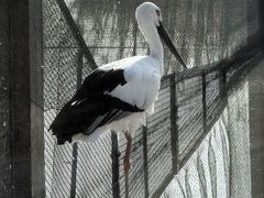 -盐城丹顶鹤湿地生态旅游区