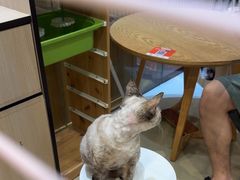 -藏猫猫咖啡主题馆(中央大道店)