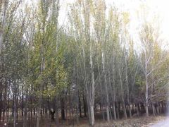 -赛汗塔拉风情园