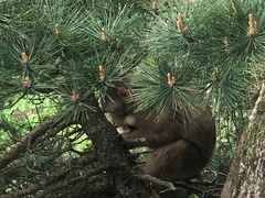 -黄山玉屏楼宾馆餐厅