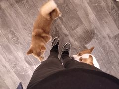 -浣熊柯尔鸭土拨鼠·电玩咖