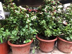 -秦美花卉(天朗·莱茵小城2期店)