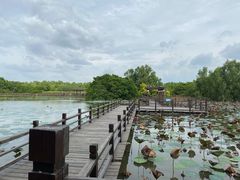 -大湾区中央湿地公园