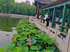 -莲花池公园