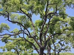 -苏州上方山国家森林公园