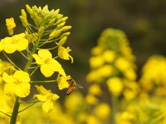 -贵阳市花溪国家城市湿地公园