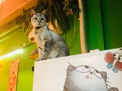 -李小姐の猫咖啡馆(五角场店)