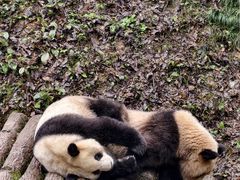 -中国大熊猫保护研究中心雅安碧峰峡基地