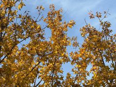 -汉长安城未央宫国家考古遗址公园