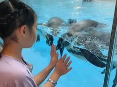 -帝企鹅自助餐厅•儿童岛•真企鹅(长隆企鹅酒店)