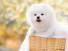 -花开海上生态园
