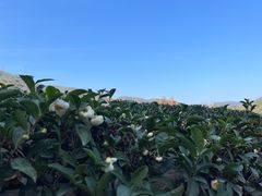 -西湖风景区十里琅珰-五云山