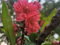 -桃花涧