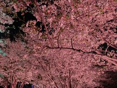 -西北湖绿化广场