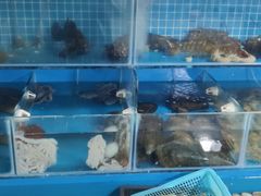 水产区-云南巷海鲜大咖·可加工海鲜