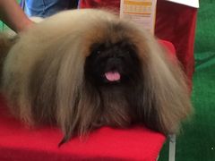 iphone_upload_pic-东浩兰生上海世博展览馆