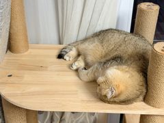 -联合动物医院(光谷诊疗中心)