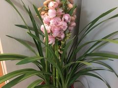 -龙大花卉苗木市场