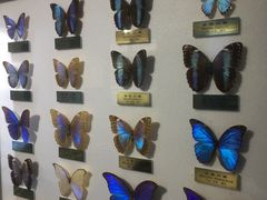 -上海昆虫博物馆