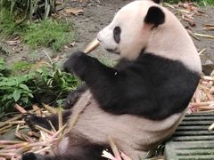 -都江堰中华大熊猫苑