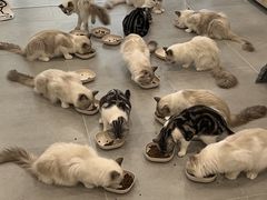 -有喵·猫咖·狗咖·30几只猫10只小狗(岗厦店)