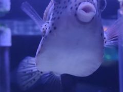 -太平洋海底世界