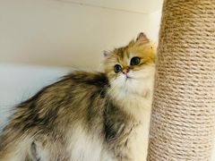 -十月米努特矮脚猫舍